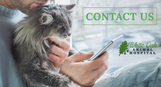 Contact White Oak Animal Hospital