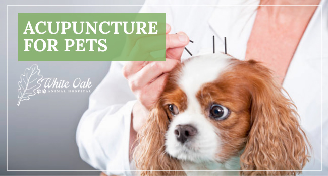 Image for Animal Acupuncture at White Oak Animal Hospital