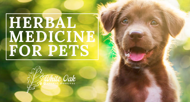 Herbal Medicine for Pets at White Oak Animal Hospital in Fairview, TN