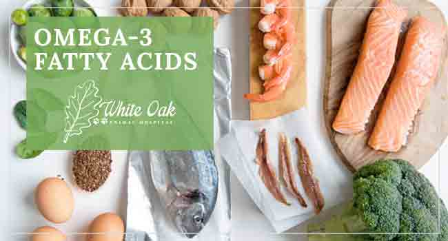 image for Can Omega 3 Fatty Acid Supplements For Pets Help Skin Allergies?