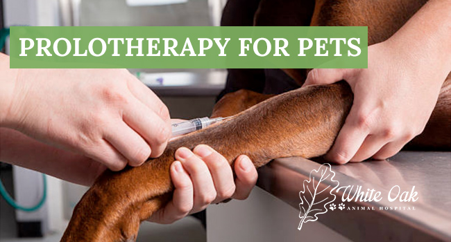 Prolotherapy for Pets at White Oak Animal Hospital in Fairview, Tennessee