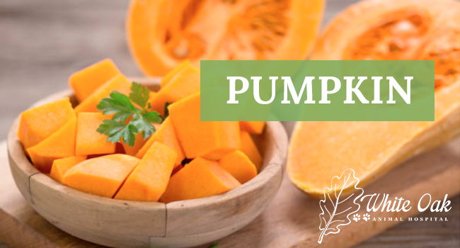 Image for Why Pumpkin Extract Supplement Prevents Scooting