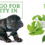 image for: 3 Reasons To Give Ginkgo For Anxiety In Pets