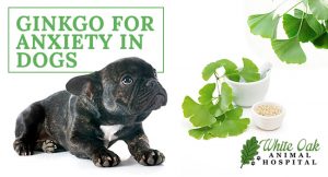 3 Reasons To Give Ginkgo For Anxiety In Pets at white oak animal hospital, fairview animal clinic, petvet, fairview tn veterinarian