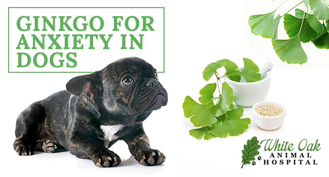 image for: 3 Reasons To Give Ginkgo For Anxiety In Pets