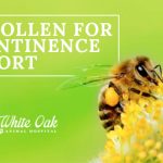 image for: Why Bee Pollen Dietary Supplement Helps Dog Incontinence