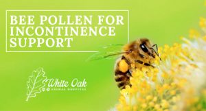 Why Bee Pollen Dietary Supplement Helps Dog Incontinence at white oak animal hospital, fairview animal clinic, petvet, fairview tn veterinarian