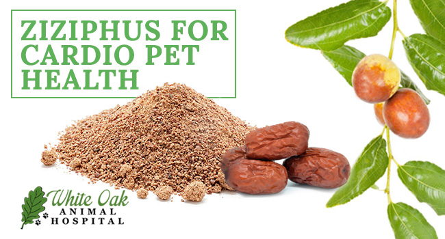 image for: What Are The Different Ziziphus Jujuba Medicinal Uses For Dogs?