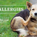 image for: Effective Relief For Allergic Dog Symptoms
