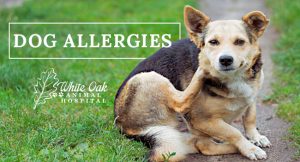 Effective Relief For Allergic Dog Symptoms at white oak animal hospital, fairview animal clinic, petvet, fairview tn veterinarian