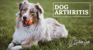 Top Dog Arthritis Natural Remedy Options at white oak animal hospital, fairview animal clinic, petvet, fairview tn veterinarian