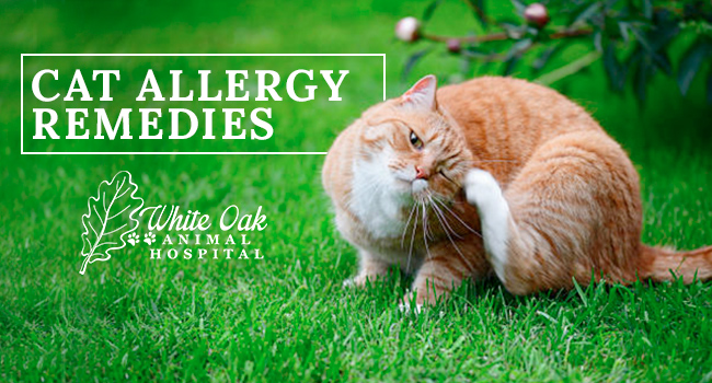 image for: Most Effective Cat Allergy Remedies