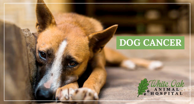 image for: How To Identify And Treat Dog Cancer