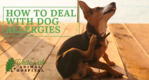 How To Deal With Dog Allergies at white oak animal hospital, fairview animal clinic, petvet, fairview tn veterinarian