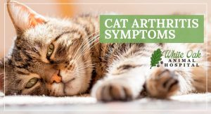 Everything You Need To Know About Cat Arthritis Symptoms at white oak animal hospital, fairview animal clinic, petvet, fairview tn veterinarian