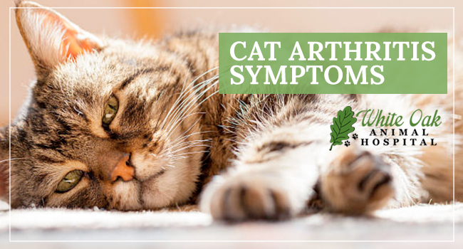 Everything You Need To Know About Cat Arthritis Symptoms