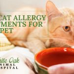 image for: Best Cat Allergy Treatments For Your Pet