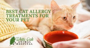 image for: Best Cat Allergy Treatments For Your Pet
