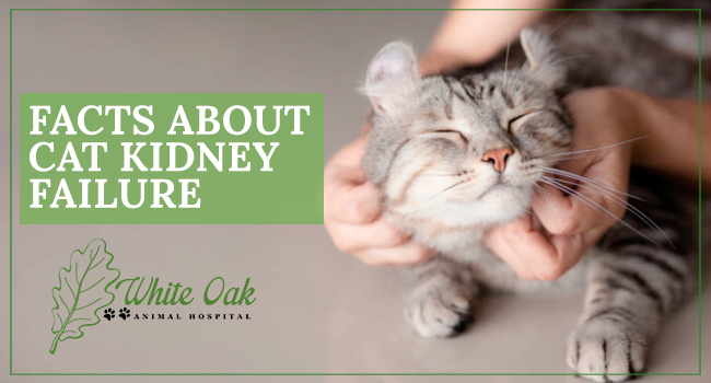 image for: Facts About Cat Kidney Failure