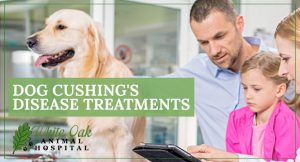 Dog Cushing's Disease Treatments at white oak animal hospital, fairview animal clinic, petvet, fairview tn veterinarian, animalia