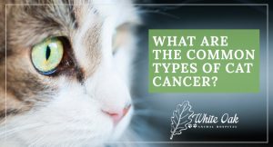 What Are The Common Types Of Cat Cancer? at white oak animal hospital, fairview animal clinic, petvet, fairview tn veterinarian, animalia