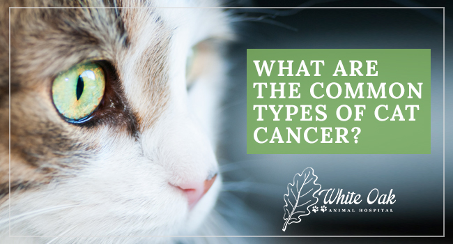image for: What Are The Common Types Of Cat Cancer?
