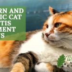 Western And Holistic Cat Arthritis Treatment Options 2