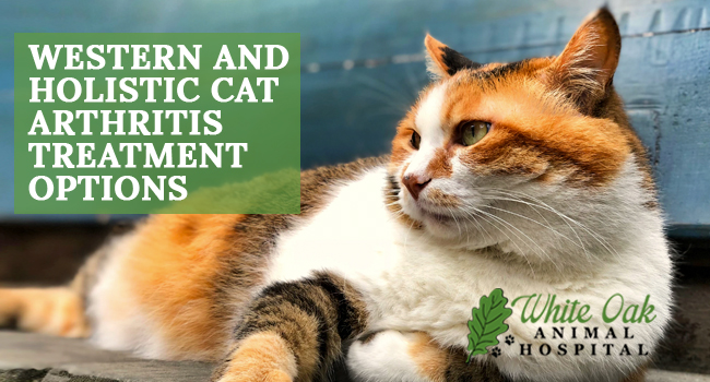 Image for Western And Holistic Cat Arthritis Treatment Options