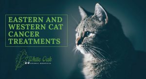 image for: Eastern and Western Cat Cancer Treatments