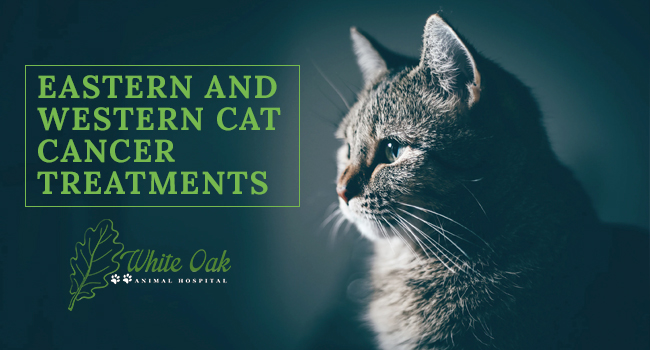 image for Eastern and Western Cat Cancer Treatments