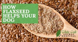 Top 3 Flaxseed Nutrition Benefits For Dogs at white oak animal hospital, fairview animal clinic, petvet, fairview tn veterinarian, animalia