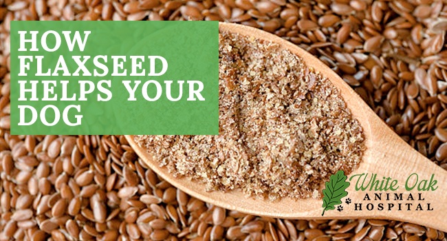 Graphic for: Top 3 Flaxseed Nutrition Benefits For Dogs