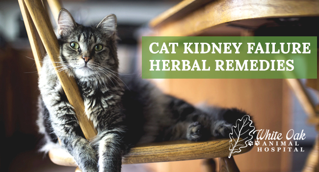Image for: Cat Kidney Failure Herbal Remedies
