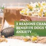 image for: 3 Reasons Chamomile Benefits Dogs With Anxiety