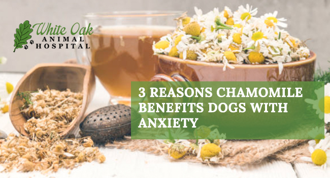 3 Reasons Chamomile Benefits Dogs With Anxiety