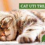 image for: How to Treat A Cat UTI At Home