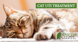 How to Treat A Cat UTI At Home at white oak animal hospital, fairview animal clinic, petvet, fairview tn veterinarian, animalia