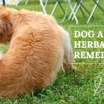 image for: Two Effective Natural Remedies for Dogs with Allergies