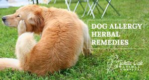 Two Effective Natural Remedies for Dogs with Allergies at white oak animal hospital, fairview animal clinic, petvet, fairview tn veterinarian, animalia