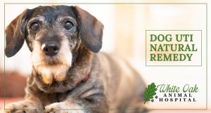 Best Dog UTI Natural Remedy Options For Holistic Pet Parents at white oak animal hospital, fairview animal clinic, petvet, fairview tn veterinarian, animalia