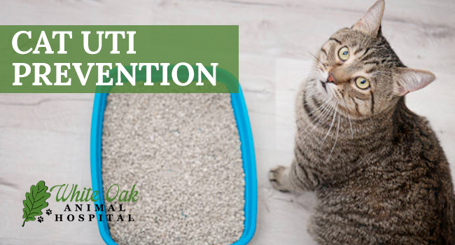 Image for: Easy Cat UTI Prevention