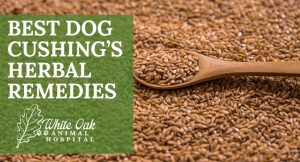 Best Dog Cushing’s Herbal Remedies at white oak animal hospital, fairview animal clinic, petvet, fairview tn veterinarian, animalia