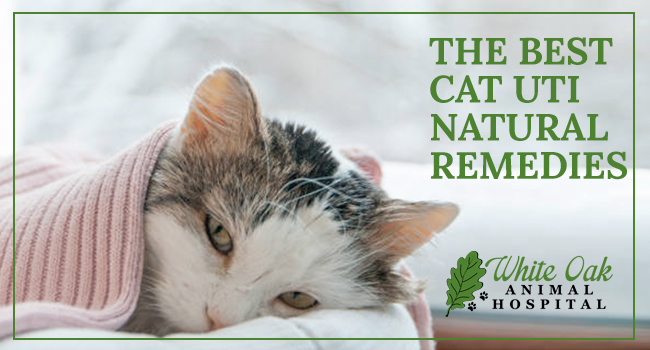 image for: The Best Cat UTI Natural Remedies