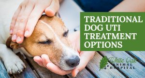 Traditional Dog UTI Treatment Options at white oak animal hospital, fairview animal clinic, petvet, fairview tn veterinarian, animalia
