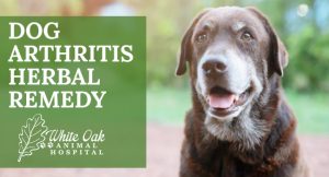 Dog Arthritis Herbal Remedy Options For Holistic Pet Parents at white oak animal hospital, fairview animal clinic, petvet, fairview tn veterinarian, animalia