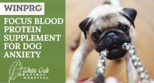 image for: How To Use Focus Blood Protein Supplement For Dog Anxiety