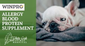 How To Use A Dog Allergy Blood Protein Supplement at white oak animal hospital, fairview animal clinic, petvet, fairview tn veterinarian, animalia