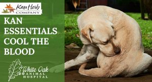 How To Alleviate Dog Itching With Kan Essentials Cool The Blood at white oak animal hospital, fairview animal clinic, petvet, fairview tn veterinarian, animalia