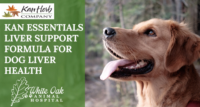 image for: How To Use Kan Essentials Liver Support Formula For Dog Liver Health