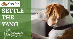 Calm Your Hyper Dog With Settle The Yang Supplement at white oak animal hospital, fairview animal clinic, petvet, fairview tn veterinarian, animalia